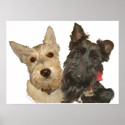 Wheaten & Black Schotse Terriërs Poster (Voorkant)