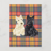 Wheaten en Black Scottish Terriers Briefkaart (Voorkant)