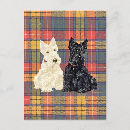 Wheaten en Black Scottish Terriers Briefkaart (Voorkant)