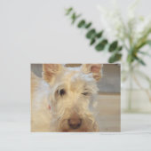 Wheaten Schotse Terrier Briefkaart (Staand voorkant)