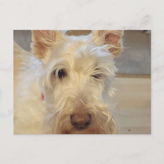 Wheaten Schotse Terrier Briefkaart (Voorkant)