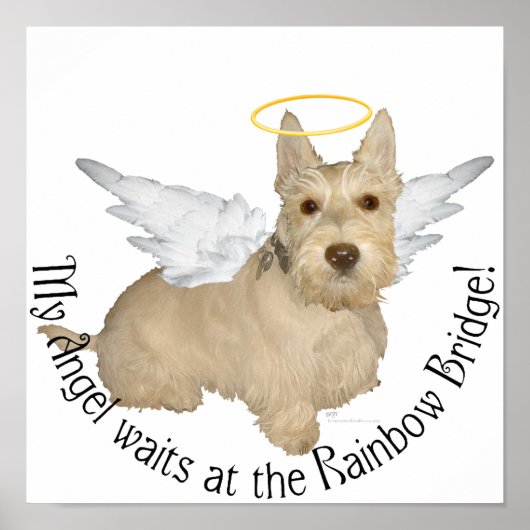 Wheaten Schotse Terrier Engelen Poster (Voorkant)