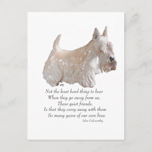 Wheaten Schotse Terrier Regenboogbrug Briefkaart
