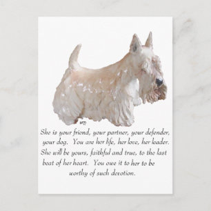 Wheaten Schotse Terrier - VROUWELIJKE Hond Briefkaart
