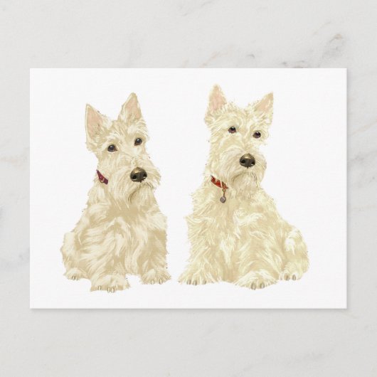 Wheaten Schotse Terriërs Briefkaart (Voorkant)
