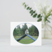 Wheaten Scottie Agility Briefkaart (Staand voorkant)