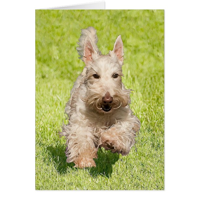 Wheaten Scottie rent vrij (Voorkant)