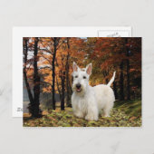 Wheaten Scottish Terrier Autumn Briefkaart (Voorkant / Achterkant)
