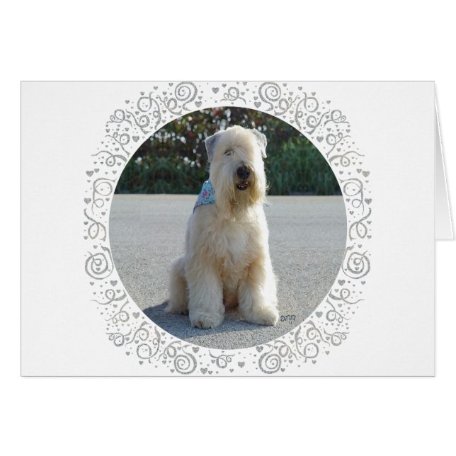 Wheaten Terriër (Voorkant Horizontaal)
