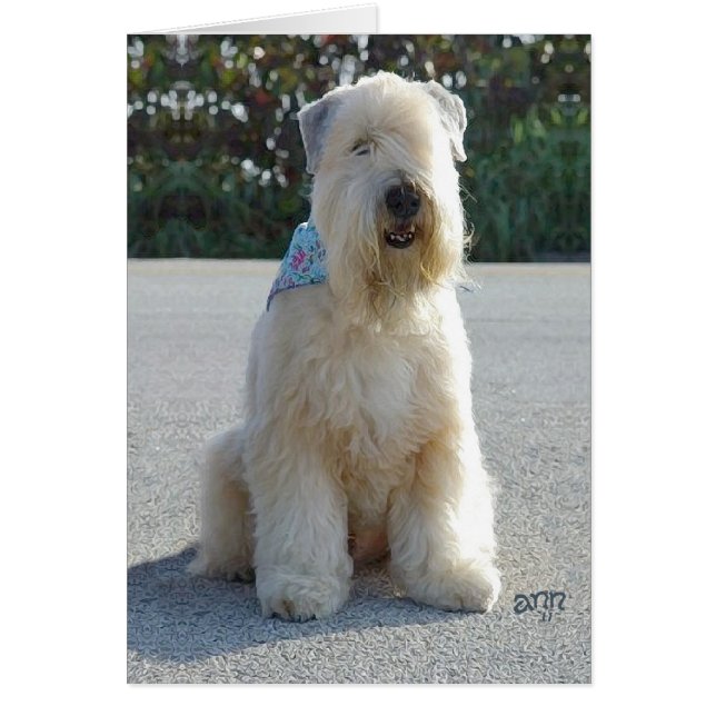 Wheaten Terrier (Voorkant)