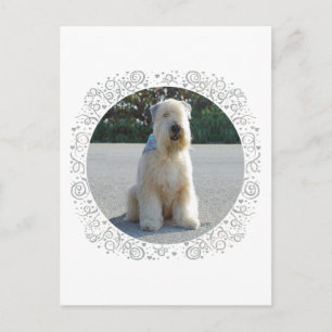 Wheaten Terriër Briefkaart