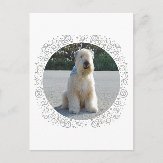 Wheaten Terriër Briefkaart (Voorkant)