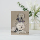 Wheaten Terrier en Havanese Briefkaart (Staand voorkant)