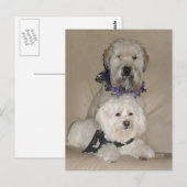 Wheaten Terrier en Havanese Briefkaart (Voorkant / Achterkant)