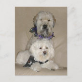 Wheaten Terrier en Havanese Briefkaart (Voorkant)