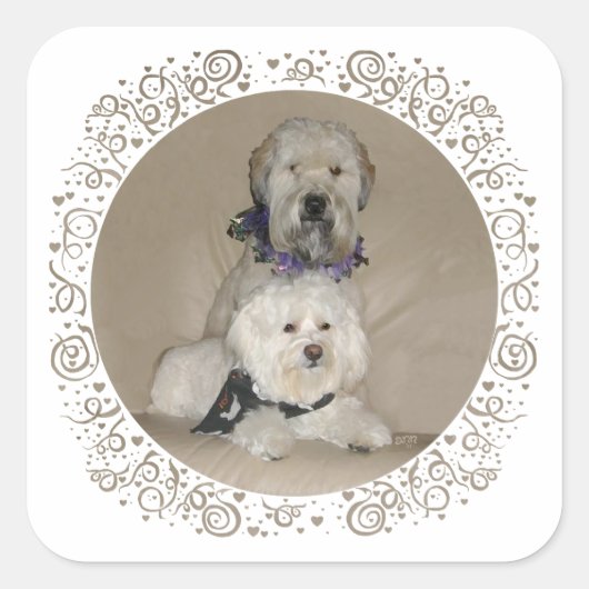Wheaten Terrier en Havanese Vierkante Sticker (Voorkant)
