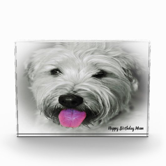 Wheaten Terrier-hond. Fotoblokken (Voorkant)