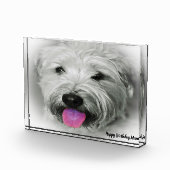 Wheaten Terrier-hond. Fotoblokken (Rechts)