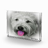Wheaten Terrier-hond. Fotoblokken (Rechts)