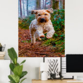 Wheaten Terrier hond. Poster (Thuiskantoor)