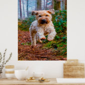 Wheaten Terrier hond. Poster (Keuken)