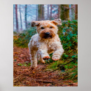 Wheaten Terrier hond. Poster