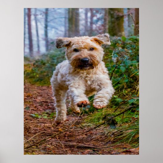 Wheaten Terrier hond. Poster (Voorkant)
