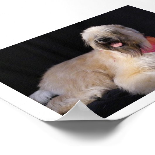 Wheaten Terrier Poster (Hoek)