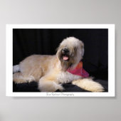 Wheaten Terrier Poster (Voorkant)