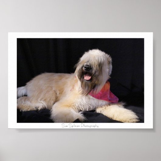 Wheaten Terrier Poster (Voorkant)