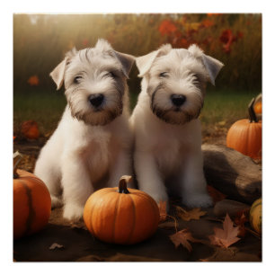 Wheaten Terrier Puppy Herfst Verrukking Pompoen Perfect Poster