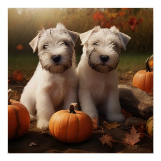 Wheaten Terrier Puppy Herfst Verrukking Pompoen Perfect Poster (Voorkant)