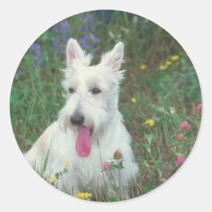 Wheaton Scottish Terrier Ronde Sticker