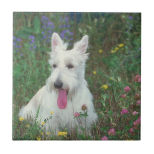 Wheaton Scottish Terrier Tile Tegeltje