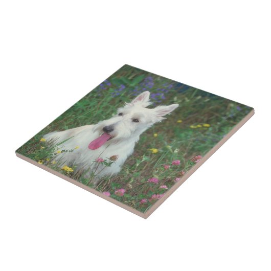 Wheaton Scottish Terrier Tile Tegeltje (Zijkant)