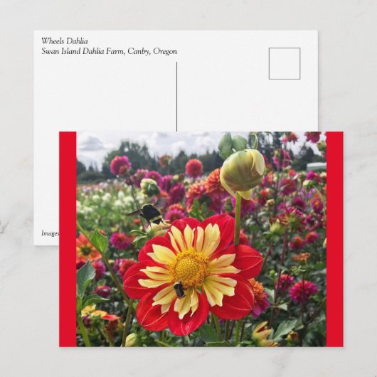 Wheels Dahlia Briefkaart (Voorkant / Achterkant)