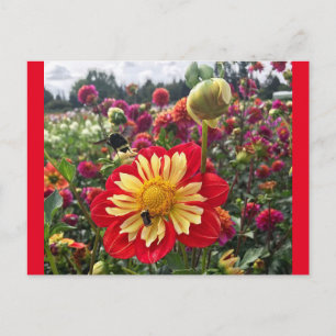 Wheels Dahlia Briefkaart