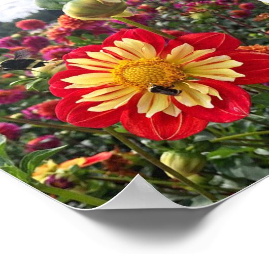 Wheels Dahlia Poster (Hoek)