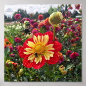 Wheels Dahlia Poster (Voorkant)