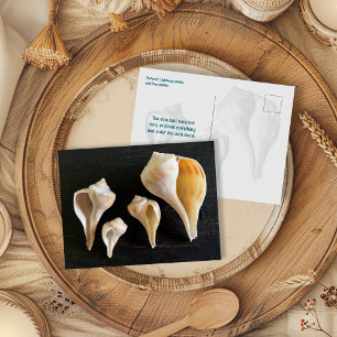 Whelk Schelpen Vergelijking Fotografie Briefkaart