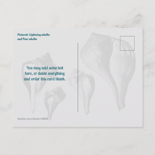 Whelk Seashells Comparison Photography Briefkaart (Achterkant)