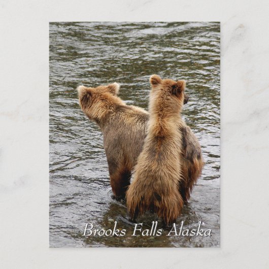 Where do you see mom, Brooks Falls Alaska  Briefkaart (Voorkant)