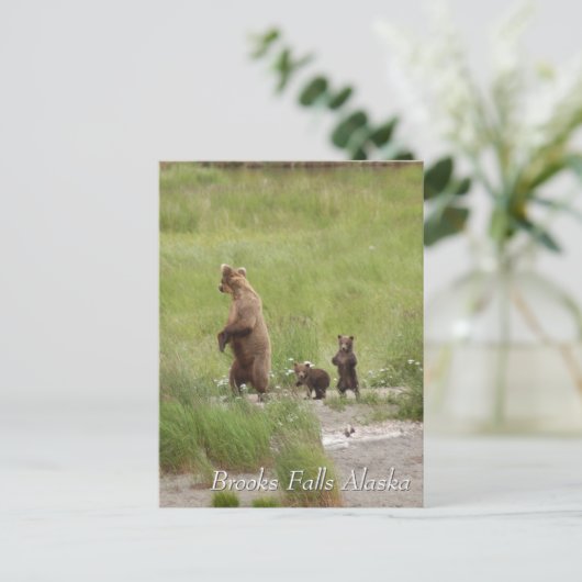 Where we going mom, Brooks Falls Alaska  Briefkaart (Staand voorkant)
