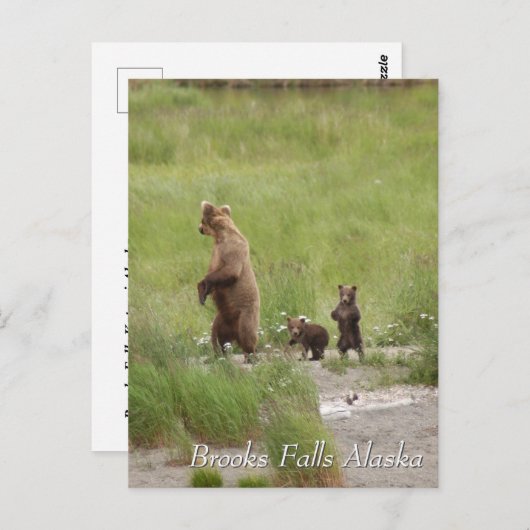 Where we going mom, Brooks Falls Alaska  Briefkaart (Voorkant / Achterkant)