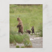 Where we going mom, Brooks Falls Alaska  Briefkaart (Voorkant)