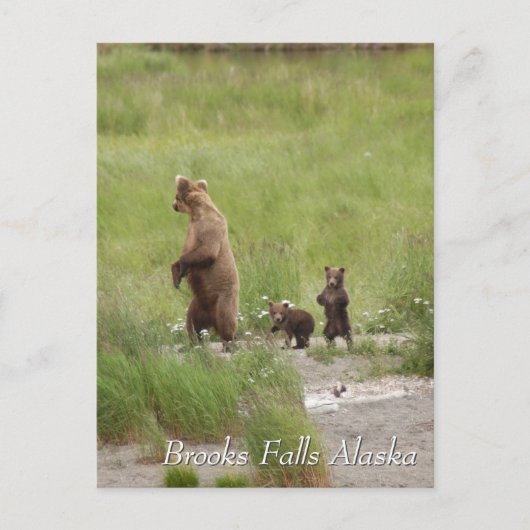 Where we going mom, Brooks Falls Alaska  Briefkaart (Voorkant)