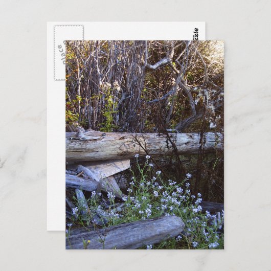 Whidbey Island 1 Briefkaart (Voorkant / Achterkant)