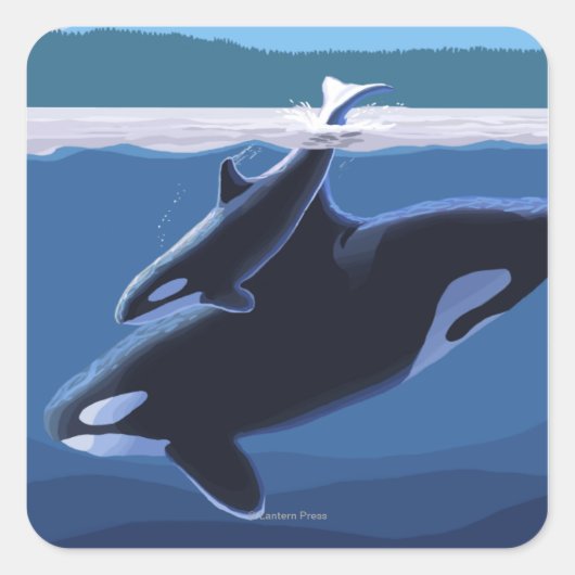 Whidbey Island, WashingtonOrca en Calf Vierkante Sticker (Voorkant)