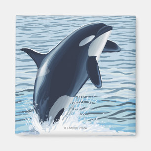 Whidbey Island, WashingtonOrca Jumping Magneet
