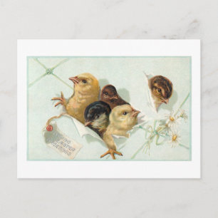 Whimsical Easter Chicken met Daisies en Greeting Briefkaart